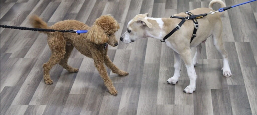 Natural pet supplements in Aiken support joint health and mobility for pets